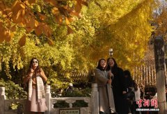 北京：潭柘寺秋意浓 千年银杏披“金甲”